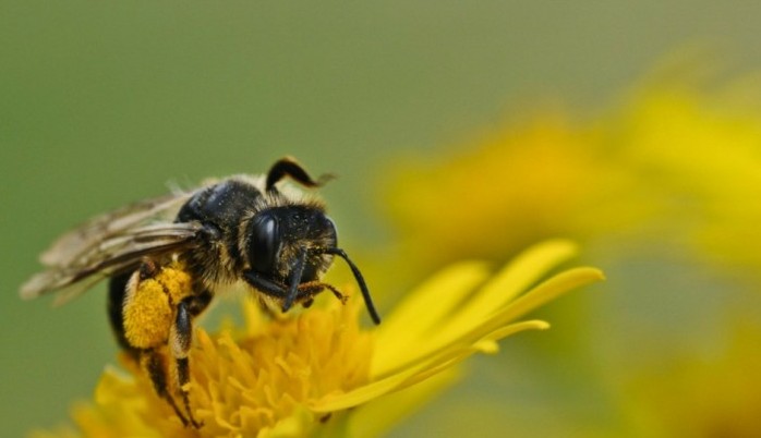 Notte-europea-dei-ricercatori-api-biologia-sostenibilità